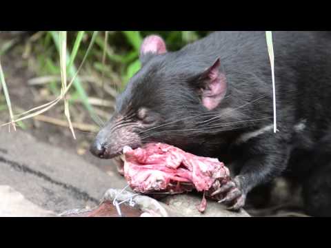 肉を食べるタスマニアデビル  