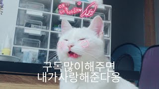 [크림일기]터키시앙고라개냥이'크림'경험영상두번째♡