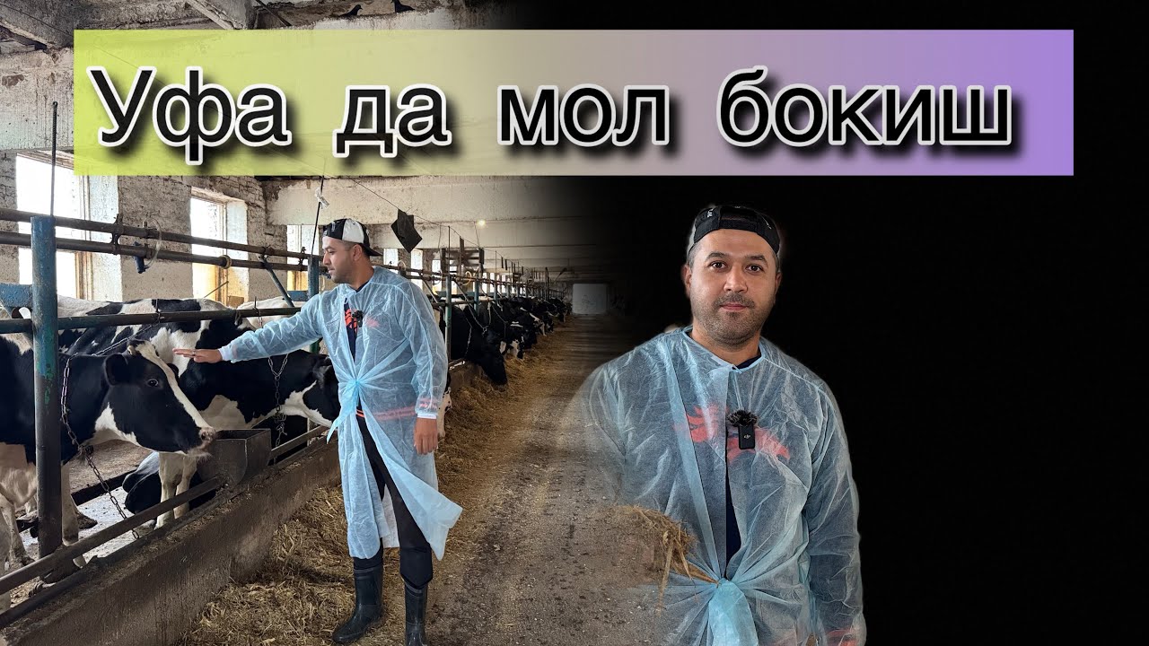 РОССИЯ 🇷🇺 ДА УЗБЕКЛАРНИ ФЕРМАСИ/  MOL FERMA BASHKORTOSTAN 