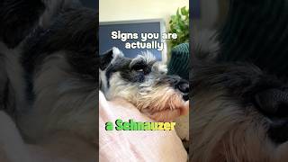 Signs that you are actually a SCHNAUZER #minischnauzer  #shorts