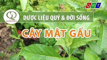Dược liệu quý: CÂY MẬT GẤU - QUASAPHARCO