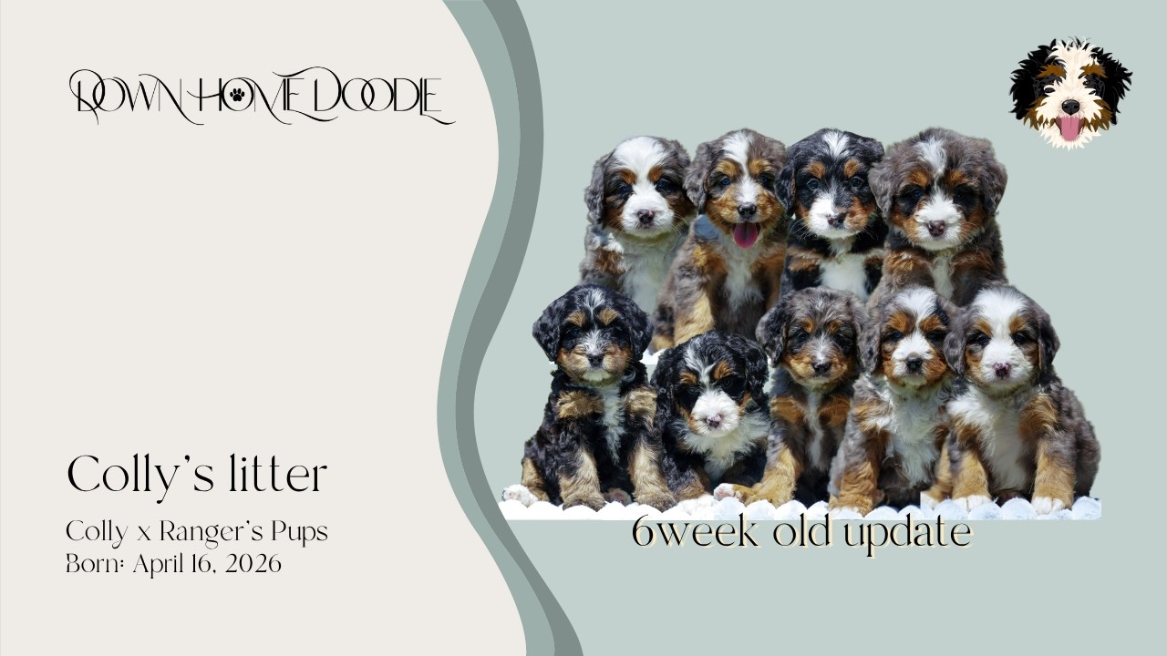 Colly x Ranger's Mini Multigenerational Bernedoodle Puppies | Down