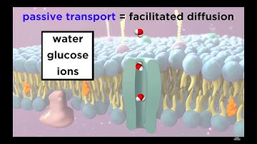 Structure Of The Cell Membrane: Active and Passive Transport