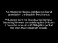 Atlantic Bottlenose Dolphin Found Stranded on Port Aransas Beach