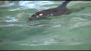 Atlantic Bottlenose Dolphin Found Stranded on Port Aransas Beach