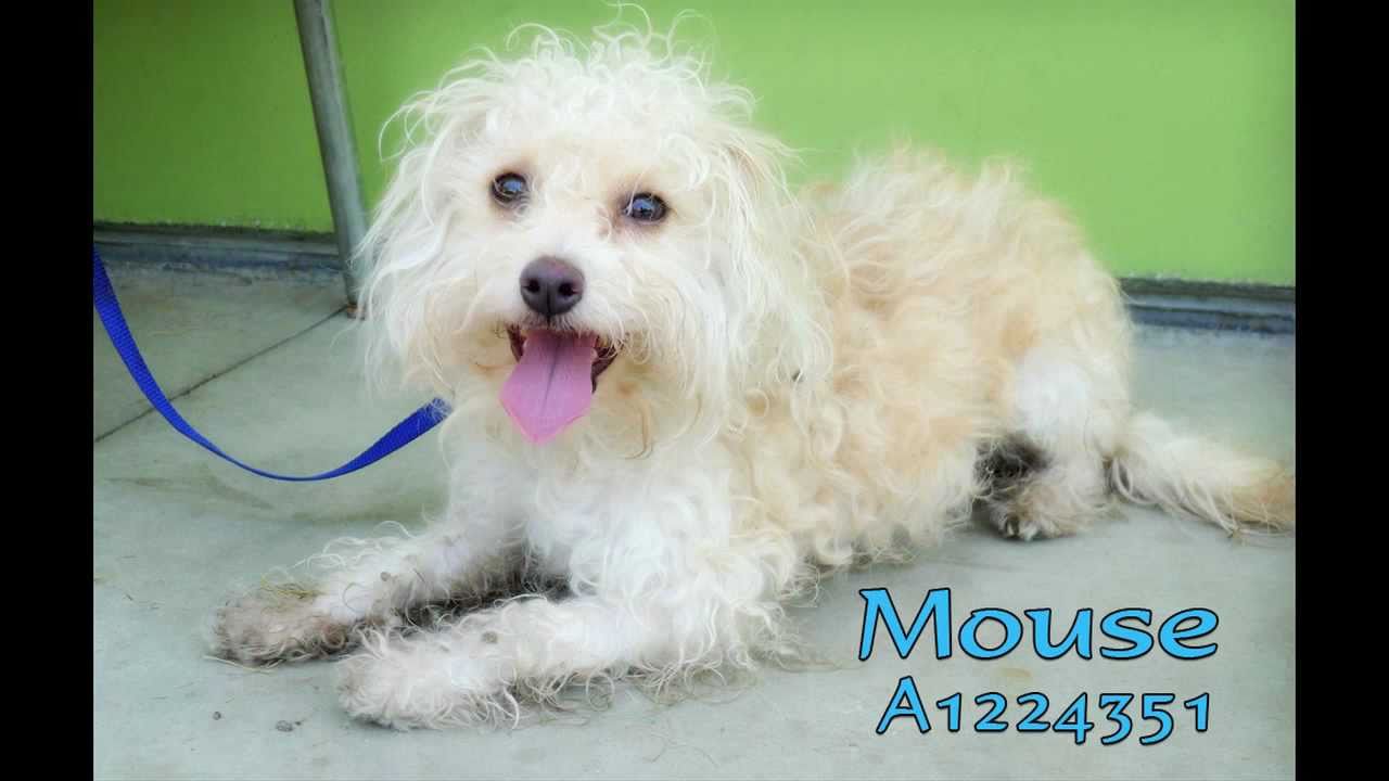 puppy paradise little rascals 4 dog video - Bound Angels Shelter Angel Video