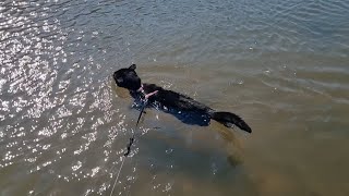 Winnie cat enjoys a refreshing swim PLUS something exciting to share! by Nathan the Beach Cat 1,613 views 4 months ago 3 minutes, 2 seconds