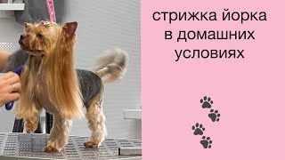 DogVlog: ПОДСТРИГЛА ТИНЮ🐾