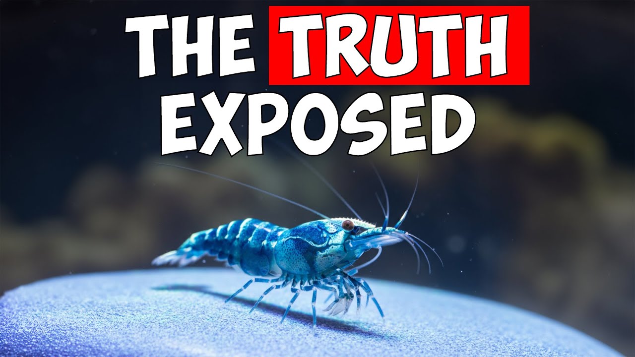 This Hobby Is Ruining Lives! (The Dark Side of Shrimp Keeping) YouTube