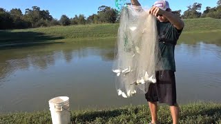 Cast-Netting Food For The Fish