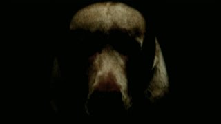 Jack Stauber - Dog Nightmare │ (Fan Made Music Video ) 10k special