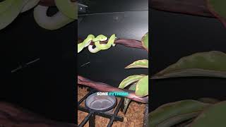 My Green Tree Python is showing us some amazing natural behavior...