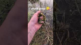 Day 6, pond scum! #nature #outdoors #wilderness #mud #pond #water