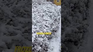 The wonder of Sweden is real, beautiful frozen weather just in the middle of autumn #swedishweather The wonder of Sweden is real, beautiful frozen weather just in the middle of autumn #swedishweather