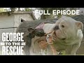 Selfless Animal Foster Family Receives Backyard Makeover For Dogs | George to the Rescue