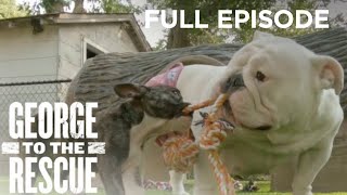 Selfless Animal Foster Family Receives Backyard Makeover For Dogs | George to the Rescue