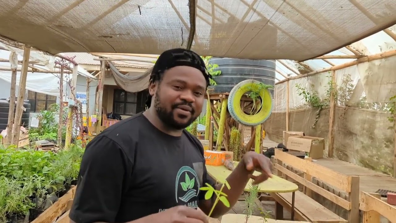 ufahamu mmea wenye uwezo mkubwa wa kumaliza tatizo la wadudu  kwenye  Mimea na mifugo