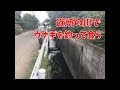 近所の水路で天然ウナギを釣って食した件！