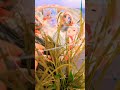 #gangor mata #youtubeshorts #ytshorts #spirituality #rajasthani #rituals#geet #treadingvideo #🦚🦚🦚🦚