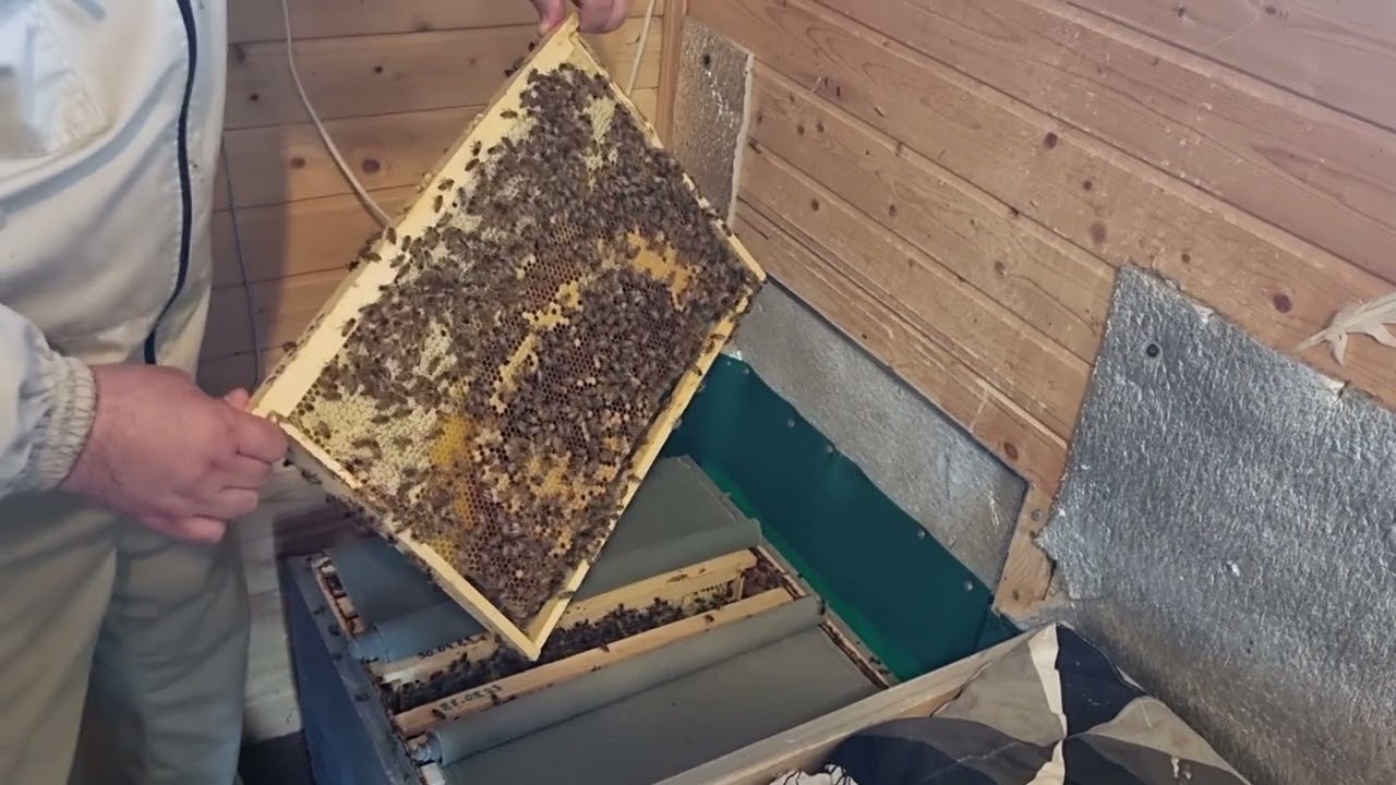 🔴 Как новичку быстро найти матку в улье. Видео по пчеловодству для начинающих 2023 🔴