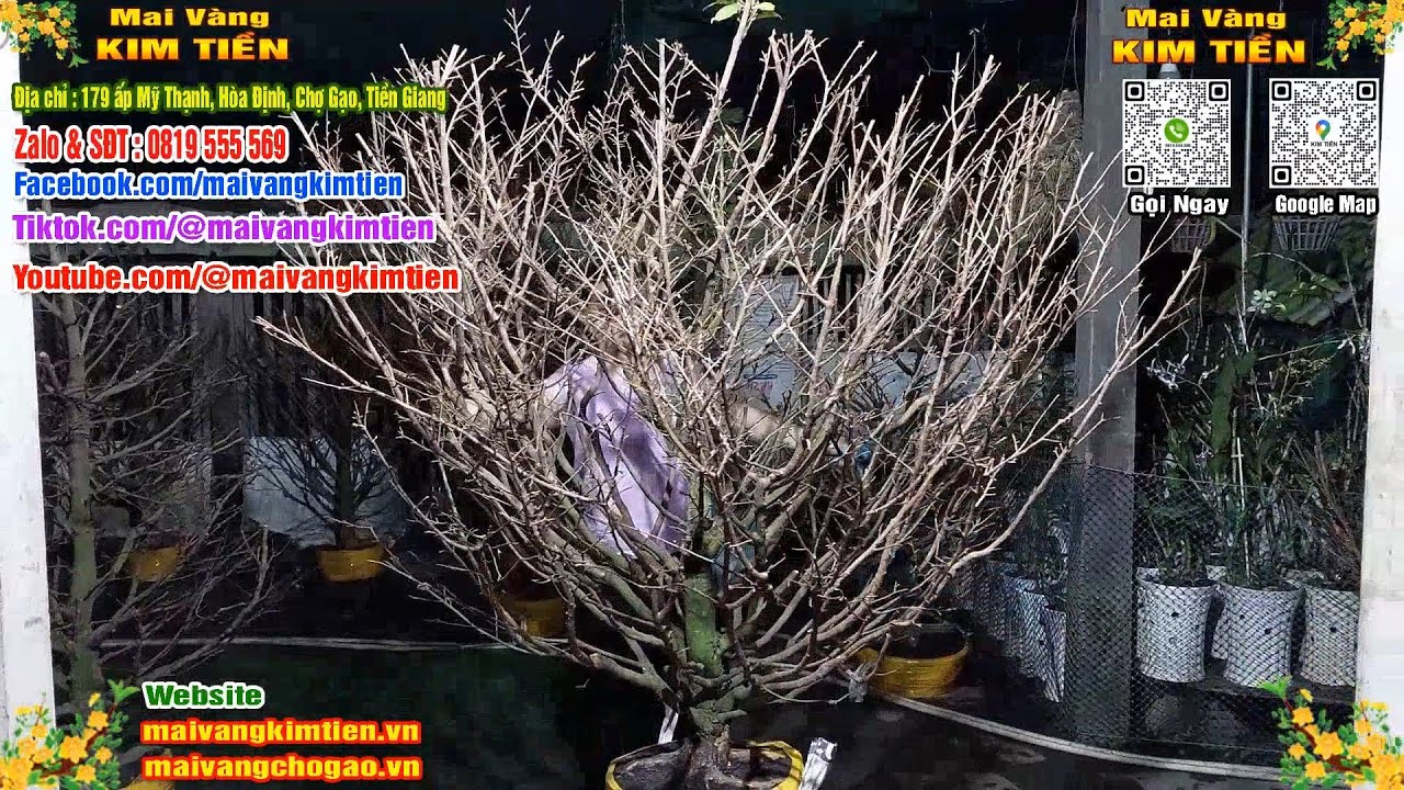 Cây Mai Giảo Thủ Đức Đẹp Tàng Tròn Mai Vàng Kim Tiền Chợ Gạo
