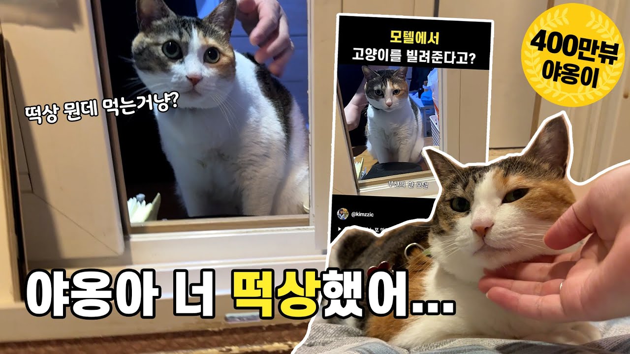 모텔 고양이 풀버전을 낋여왔습니다.. 야옹아 너 떡상했어 ..