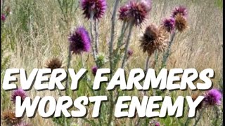 Control thistles in the winter Best way to kill musk thistles