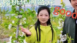 正宁新易佳优质樱桃庄园百亩樱桃花海盛开邀您来打卡