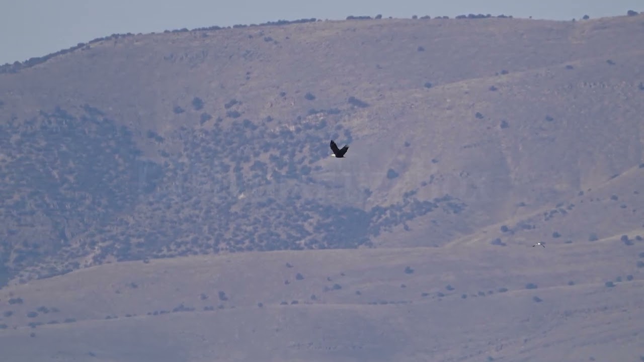 Stock Video - Bald Eagle flying through Utah Valley with Lake Mountain in the background