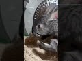 Audio from lol rabbitry #farmlife #bunny #animal