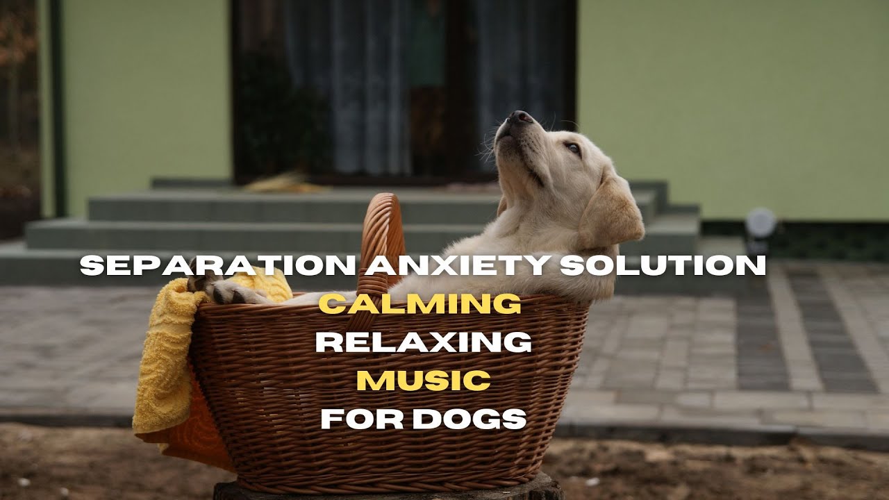 View of Separation anxiety music for dogs. Scientifically proven - Perfect ...