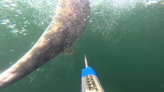 harpooning a big 85lb halibut (go pro hero 3)