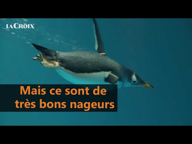 Quelle différence entre un pingouin et un manchot ?