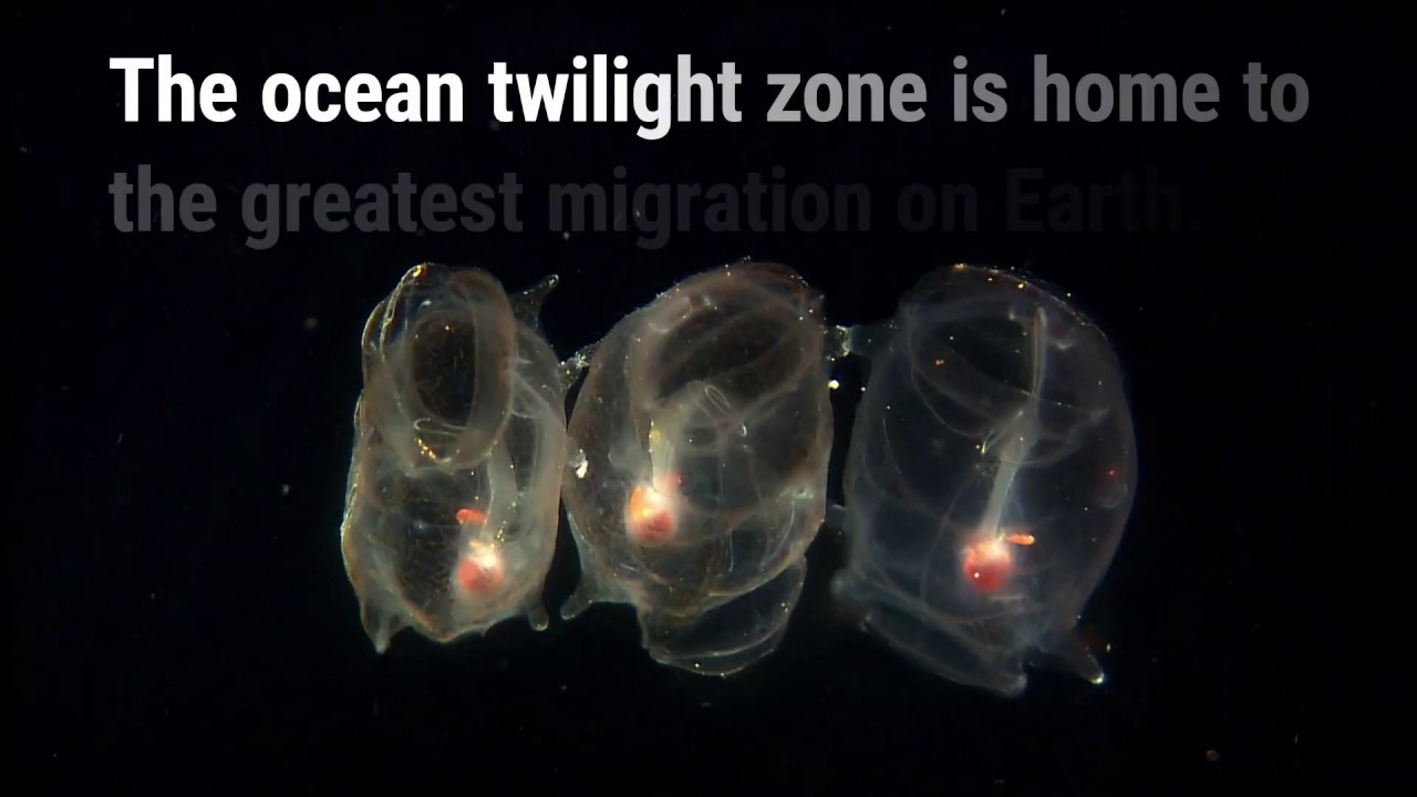 Will we understand life in the twilight zone before it’s too late?