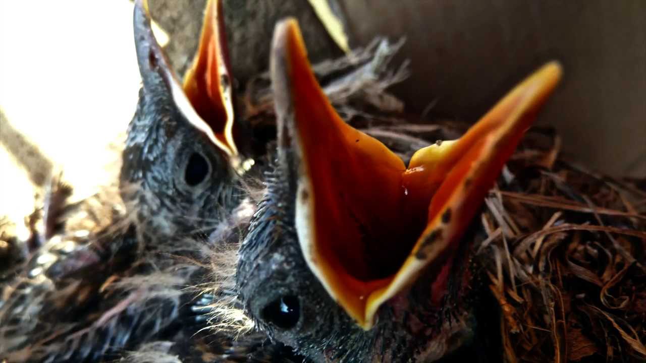 BLACKBIRDS (Turdus Merula)