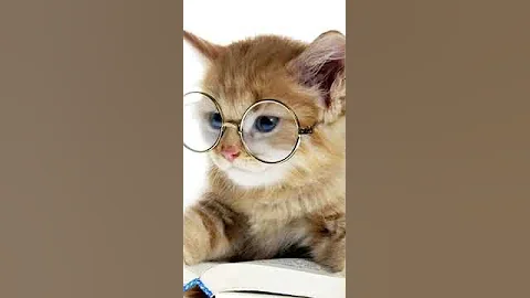 Кто умнее - кролик или кошка? #кролики #кошки