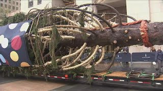 Holiday arrival: Rockefeller tree ushers in Christmas season