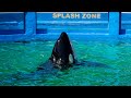 Lolita (Tokitae) the orca - May 2019