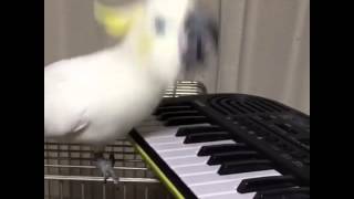 Funny Parrot Playing Piano