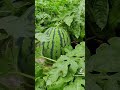 farming #farming #fruit #nature #fruitsfarming #trending #shortvideo