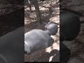 DemolitionRanch: The Ultimate Gun Training Robot!!! #experiment