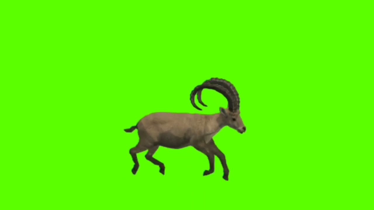 Deer 🦌 green screen no copyright