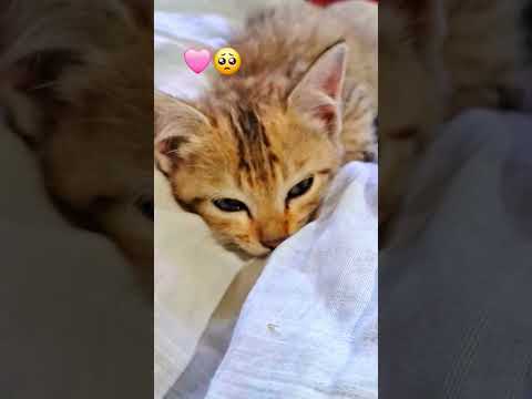 I don't have any friends please can you ?🥹 #cat #shorts