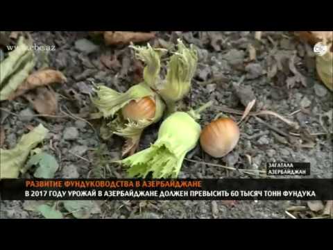 Video: Фундук - ар кандай кырдаалда пайда жана зыян