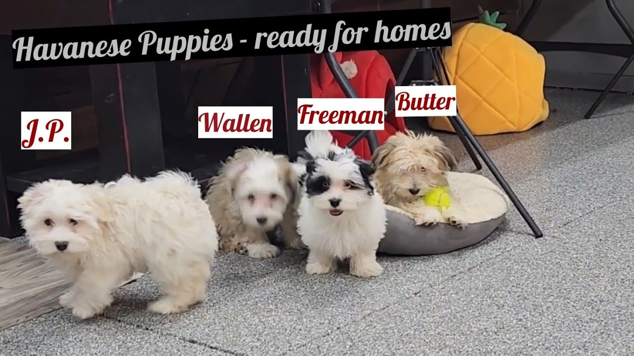 Havanese Puppies needing homes * Butter, Freeman, Wallen & JP
