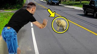 Man Spots a Lion Cub on the Road. What Happens Next Is Unbelievable!