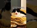 #lazymotivation #funny #cat #cats #funnycats #Neko #cute #pets #cutecat