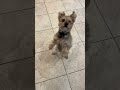 Benny the Snorkie dog loves carrots as a treat - Yorkie & Miniature Schnauzer Mix