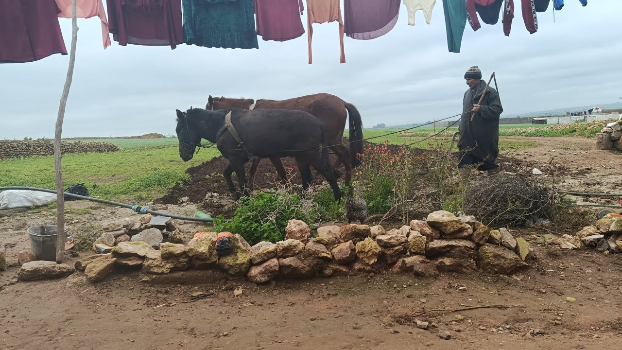 يومياتي في البادية المغربية حرث أرض ....❣️❣️