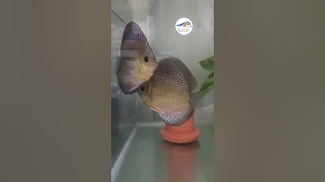 Dấu hiệu nhận biết cá Đĩa chuẩn bị sinh sản, discus spawning